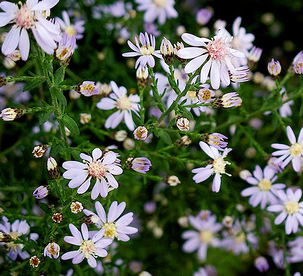 symphyotrichum-cordifolium-avondale-heartleaf-aster-blue-wood-aster