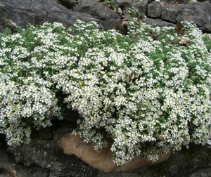 symphyotrichum-ericoides-snow-flurry-squarrose-white-aster-tufted-white-prairie-aster-heath-aster