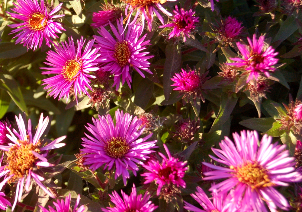 symphyotrichum-novae-angliae-vibrant-dome-hardy-aster-novae-angliae-new-england-aster
