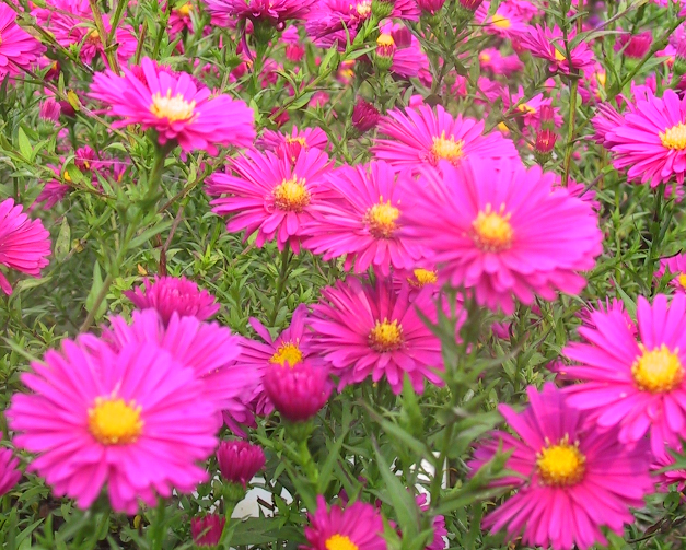 symphyotrichum-novi-belgii-winston-churchill-novi-belgii-new-york-aster