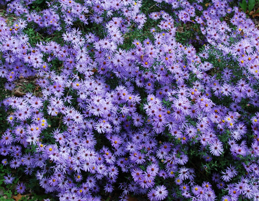 symphyotrichum-oblongifolium-raydon-s-favorite-fall-aster-aromatic-aster
