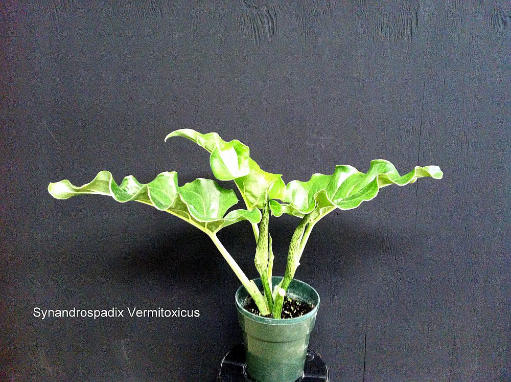 synandrospadix-vermitoxicus