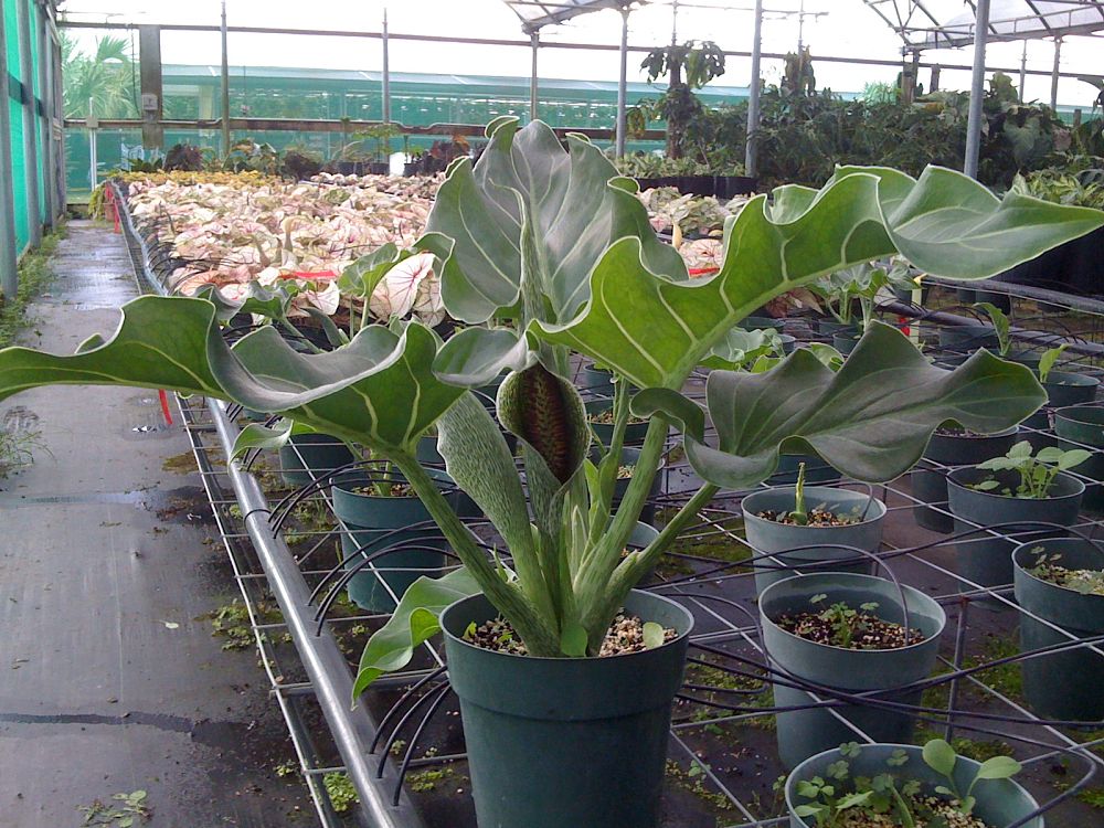 synandrospadix-vermitoxicus