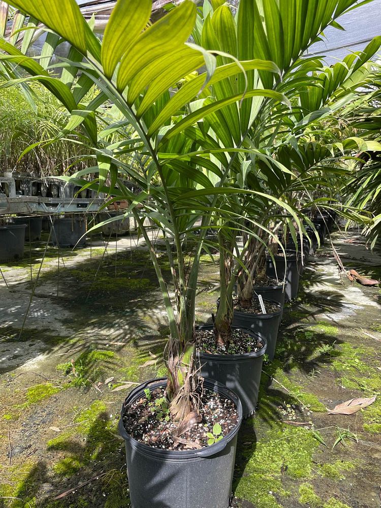 synechanthus-fibrosus-palmilla-palm-tree