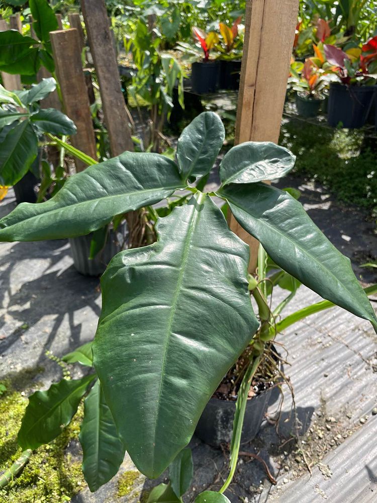 syngonium-auritum-arrowhead-vine