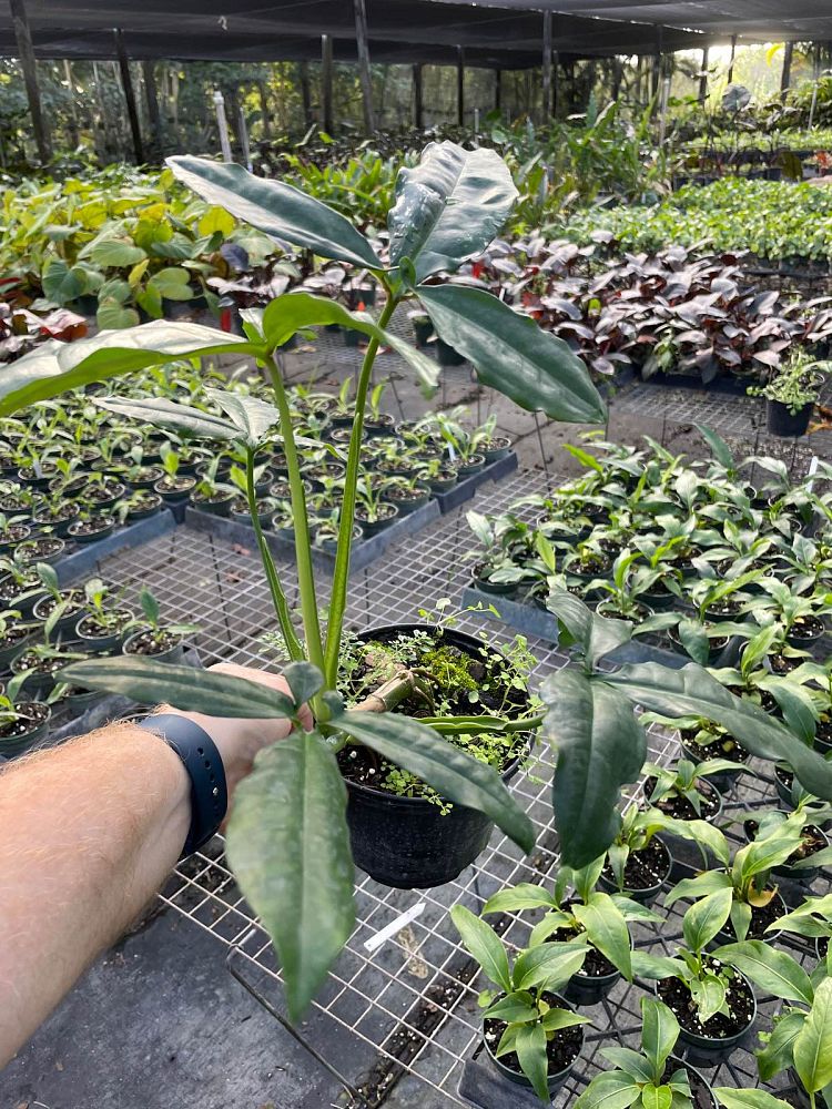 syngonium-auritum-arrowhead-vine