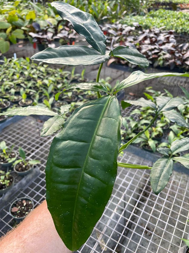 syngonium-auritum-arrowhead-vine