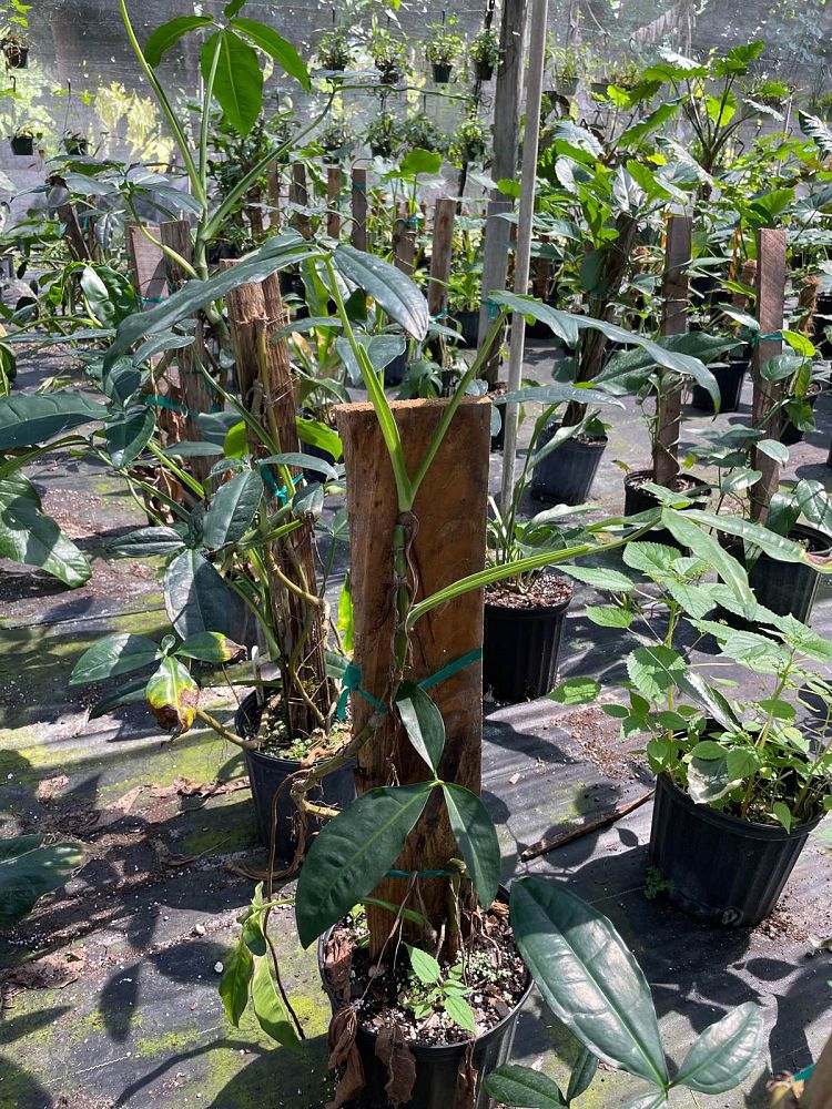 syngonium-auritum-arrowhead-vine