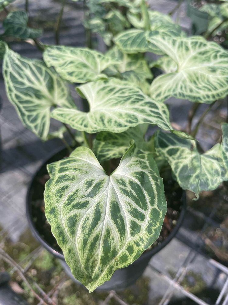 syngonium-batik