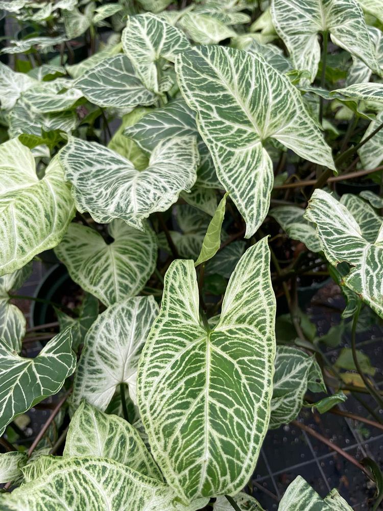 syngonium-batik