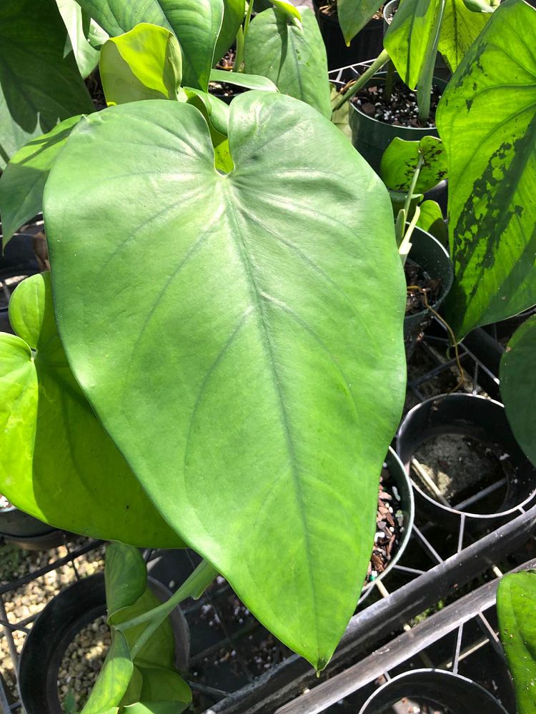 syngonium-chiapense