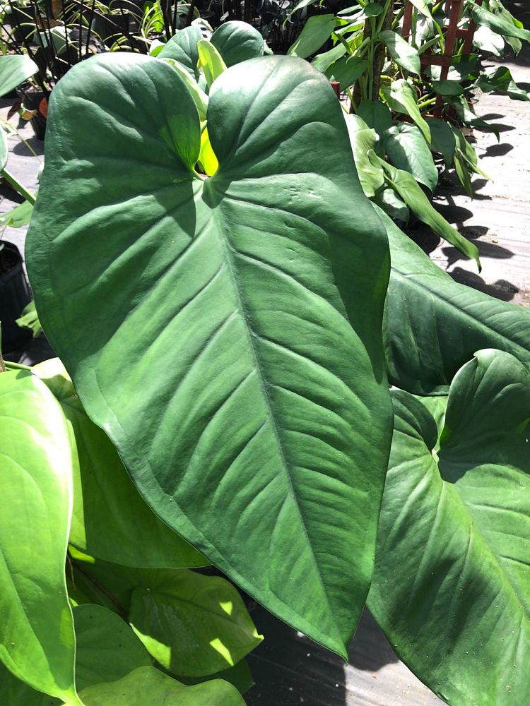 syngonium-chiapense
