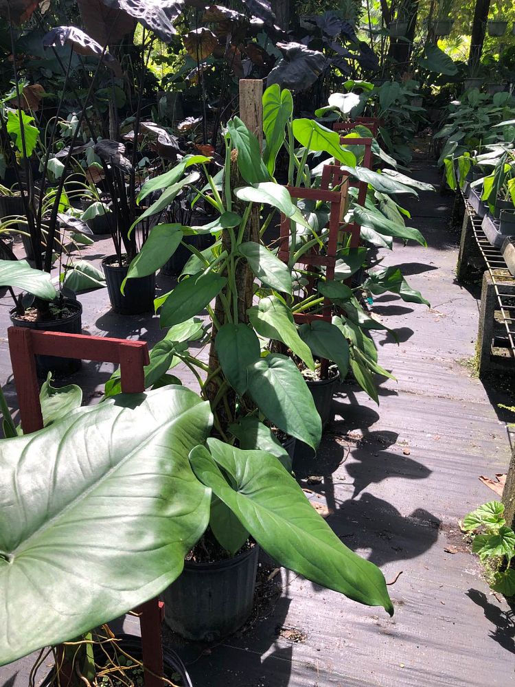 syngonium-chiapense