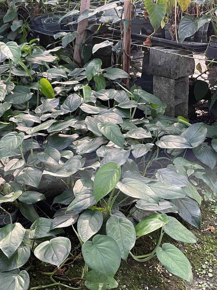 syngonium-chiapense