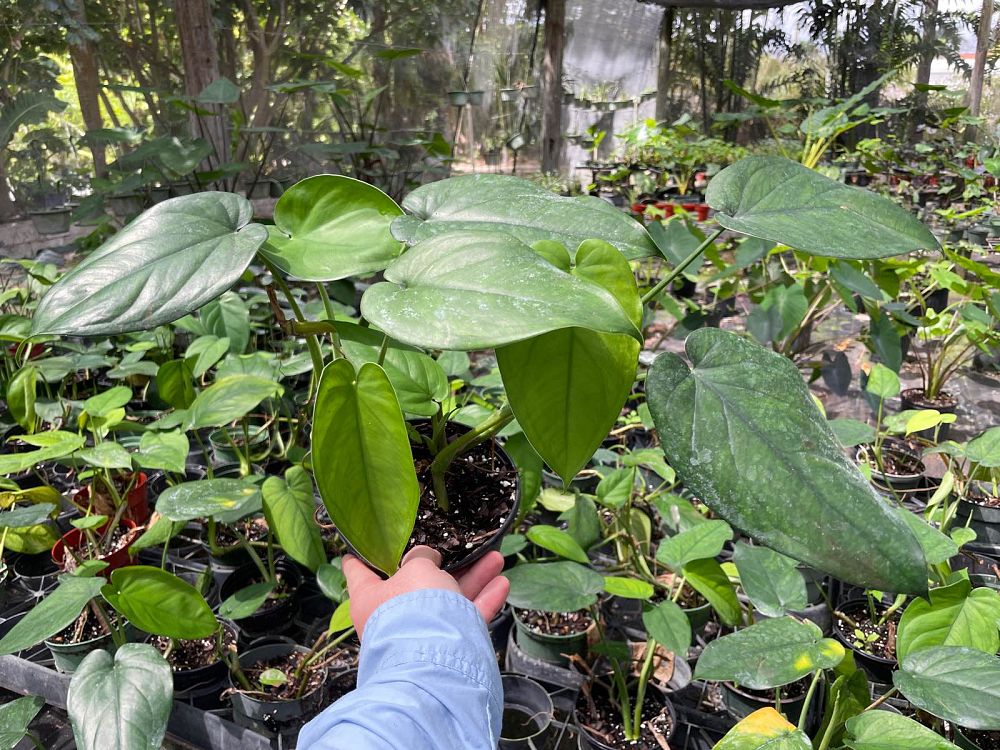 syngonium-chiapense