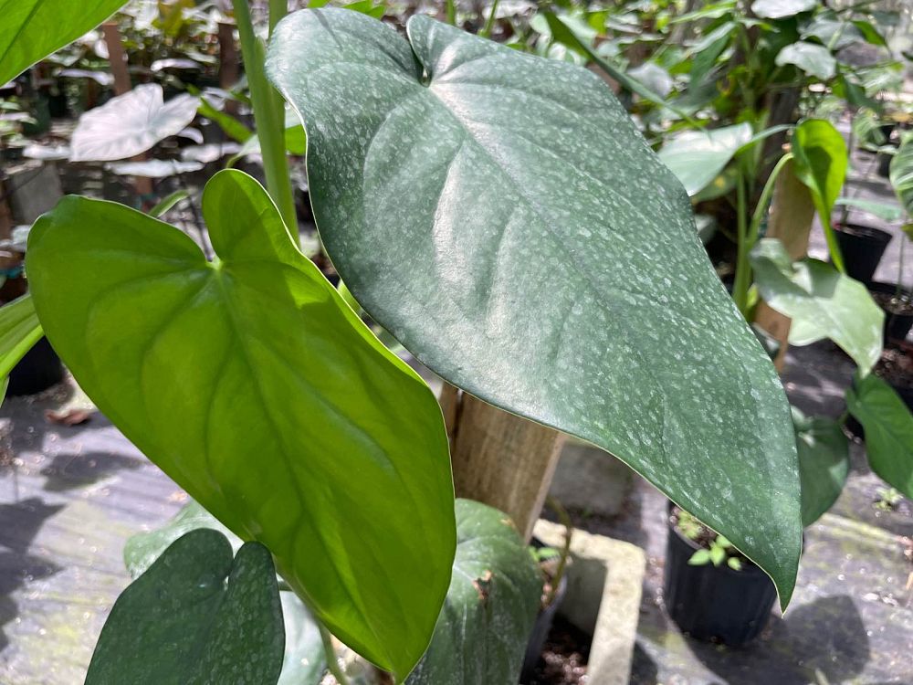 syngonium-chiapense