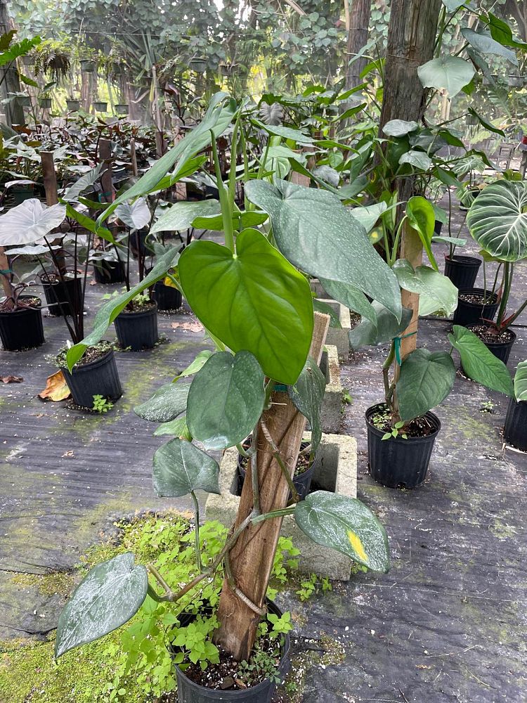 syngonium-chiapense