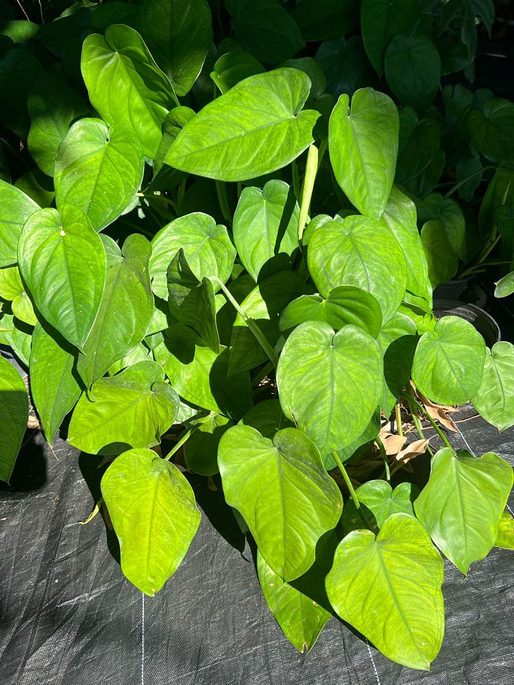 syngonium-chiapense