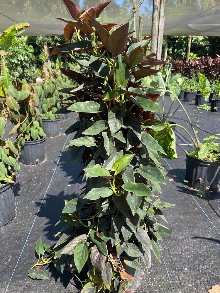 syngonium-erythrophyllum-red-arrow-arrowhead-plant