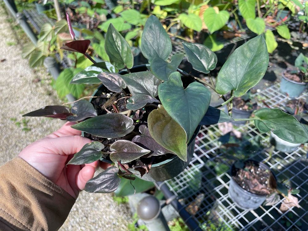 syngonium-erythrophyllum-red-arrow-arrowhead-plant