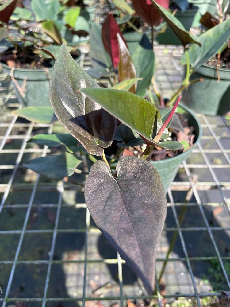 syngonium-erythrophyllum-red-arrow-arrowhead-plant