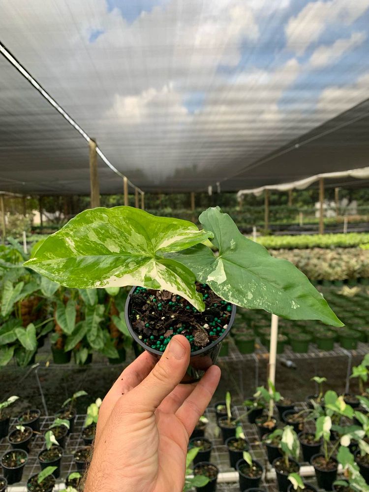 syngonium-podophyllum-albo-variegatum-arrowhead-plant-nephthytis