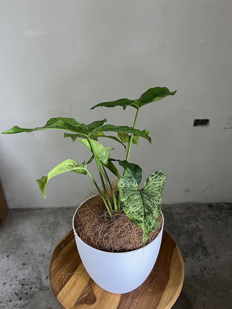 syngonium-podophyllum-albo-variegatum-arrowhead-plant-nephthytis