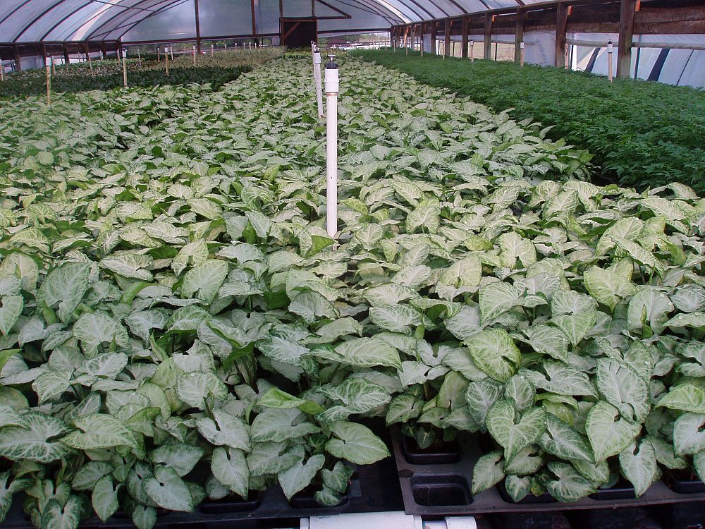 syngonium-podophyllum-arrowhead-plant-nephthytis