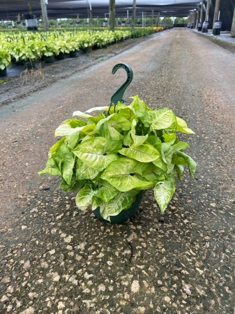 syngonium-podophyllum-arrowhead-plant-nephthytis