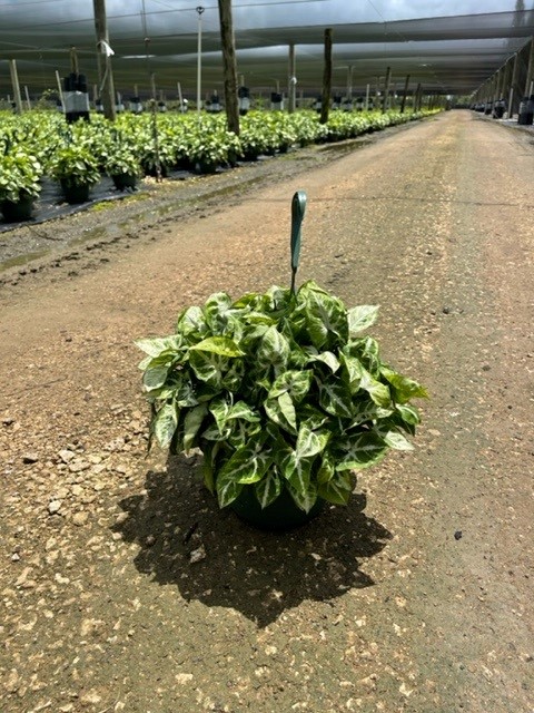 syngonium-podophyllum-arrowhead-plant-nephthytis