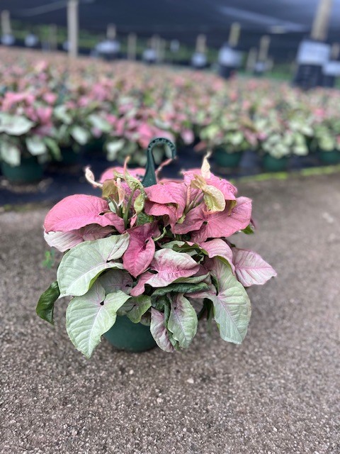 syngonium-podophyllum-arrowhead-plant-nephthytis