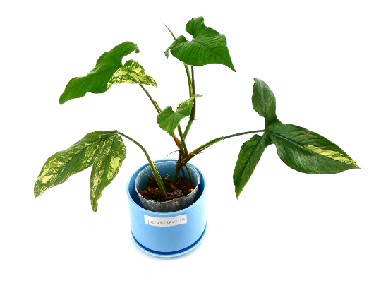 syngonium-podophyllum-confetti-arrowhead-plant-nephthytis