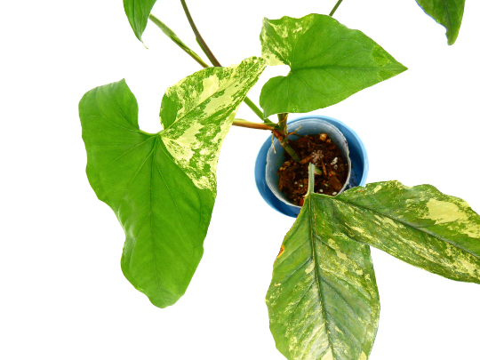 syngonium-podophyllum-confetti-arrowhead-plant-nephthytis