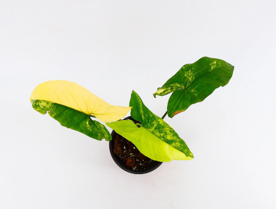 syngonium-podophyllum-confetti-arrowhead-plant-nephthytis