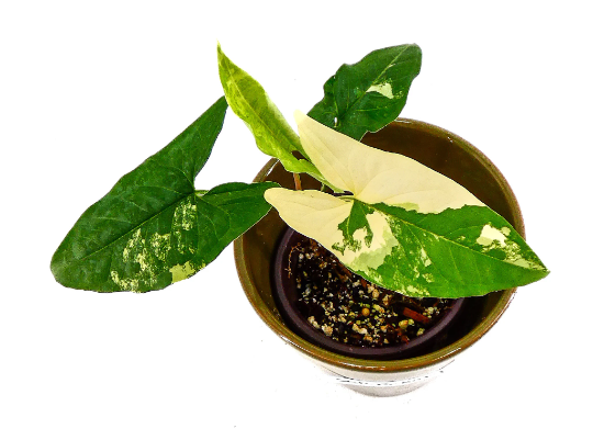 syngonium-podophyllum-confetti-arrowhead-plant-nephthytis
