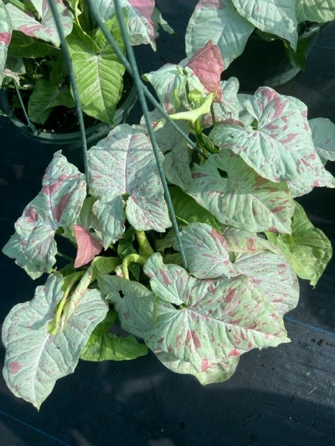 syngonium-podophyllum-confetti-arrowhead-plant-nephthytis