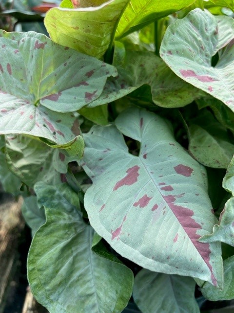 syngonium-podophyllum-confetti-arrowhead-plant-nephthytis
