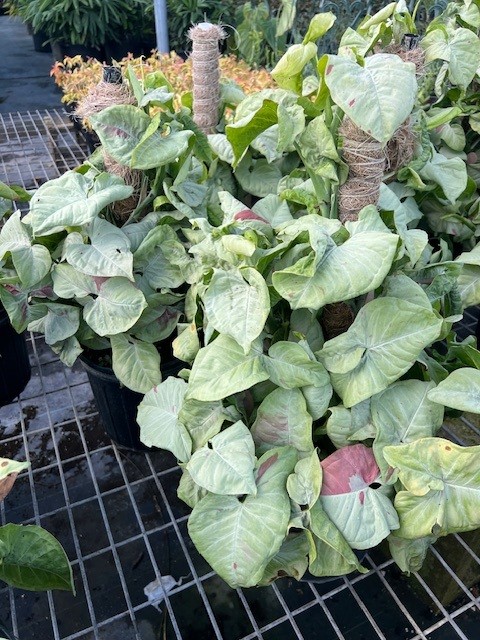 syngonium-podophyllum-confetti-arrowhead-plant-nephthytis