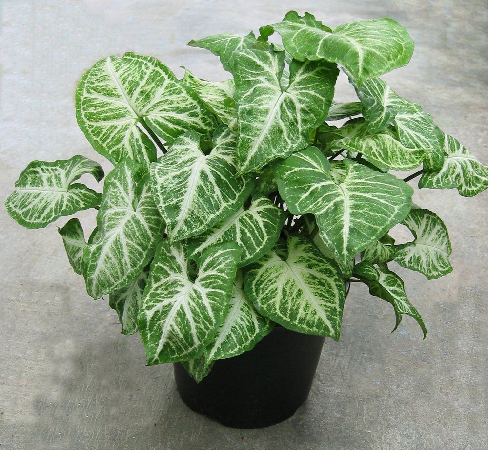 syngonium-podophyllum-glo-go-arrowhead-plant-nephthytis