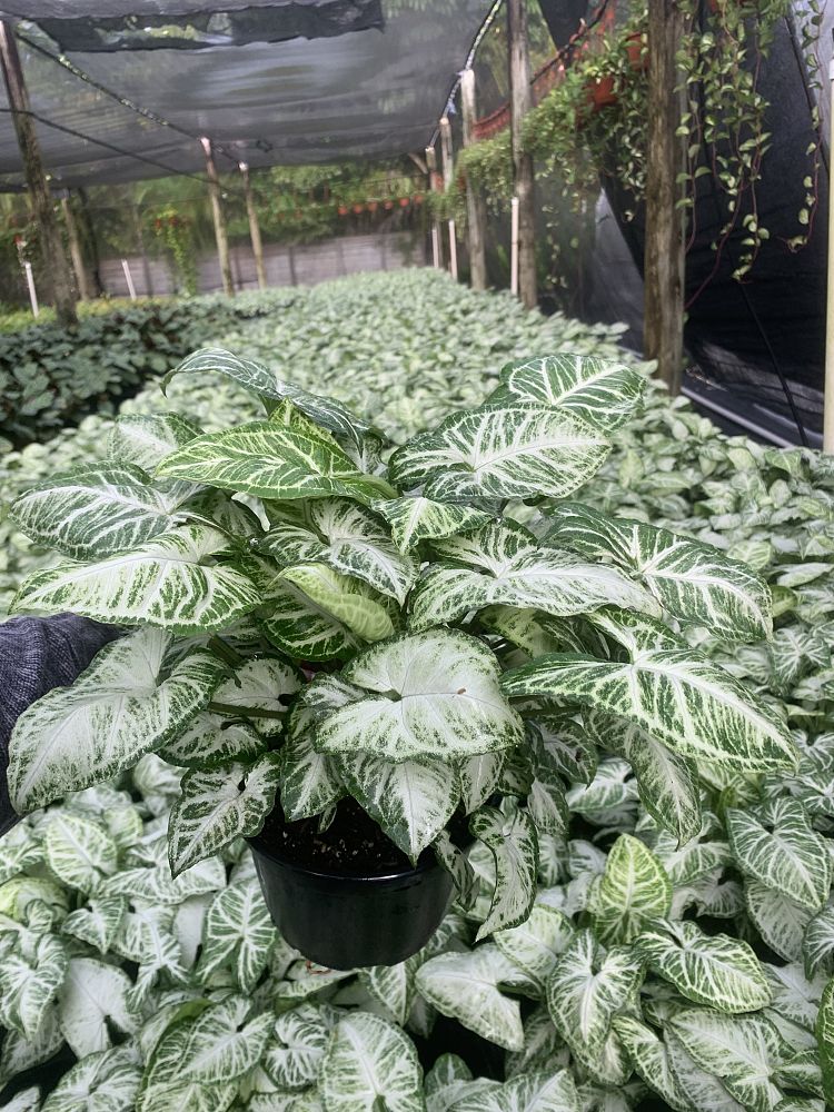 syngonium-podophyllum-glo-go-arrowhead-plant-nephthytis