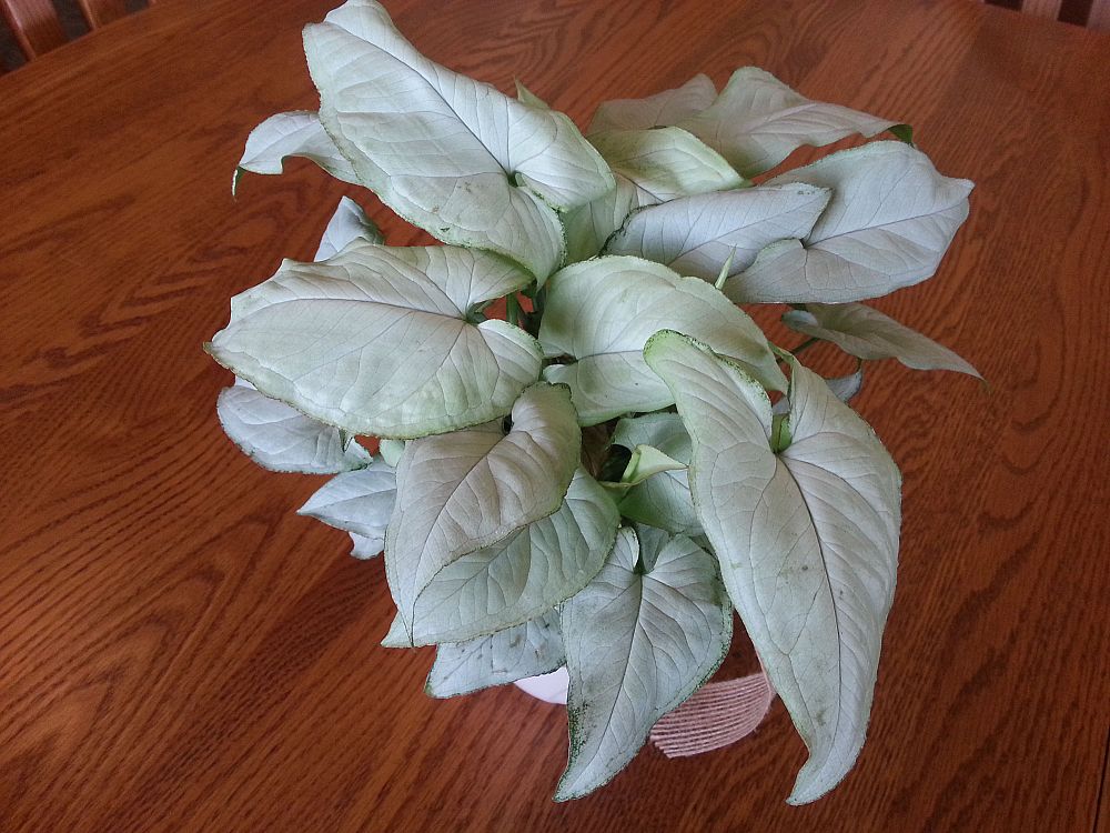 syngonium-podophyllum-holly-m-arrowhead-plant-nephthytis