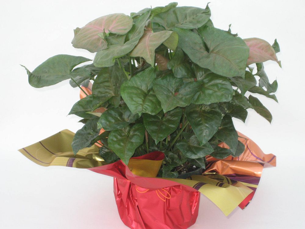 Berry Allusion Arrowhead Plant
