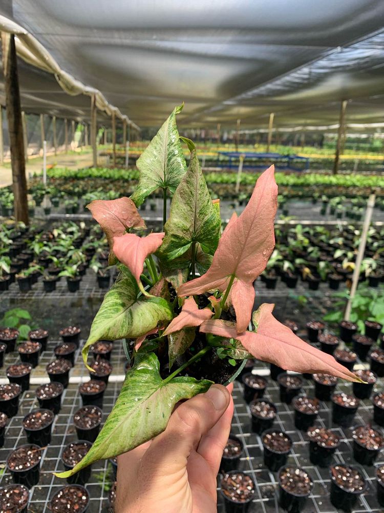 syngonium-podophyllum-mickey-arrowhead-plant-nephthytis