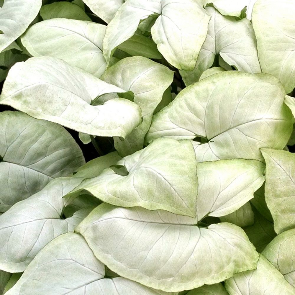 syngonium-podophyllum-moonshine-arrowhead-plant-nephthytis