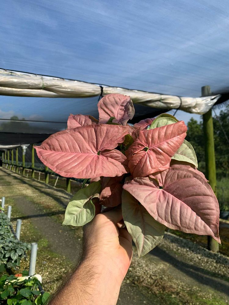 syngonium-podophyllum-neon-pink-arrowhead-plant-nephthytis