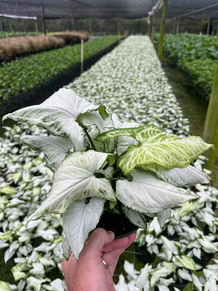 syngonium-podophyllum-white-butterfly-arrowhead-plant-nephthytis