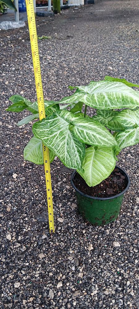 syngonium-podophyllum-white-butterfly-arrowhead-plant-nephthytis