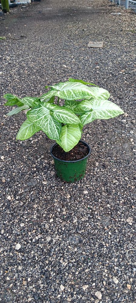 syngonium-podophyllum-white-butterfly-arrowhead-plant-nephthytis
