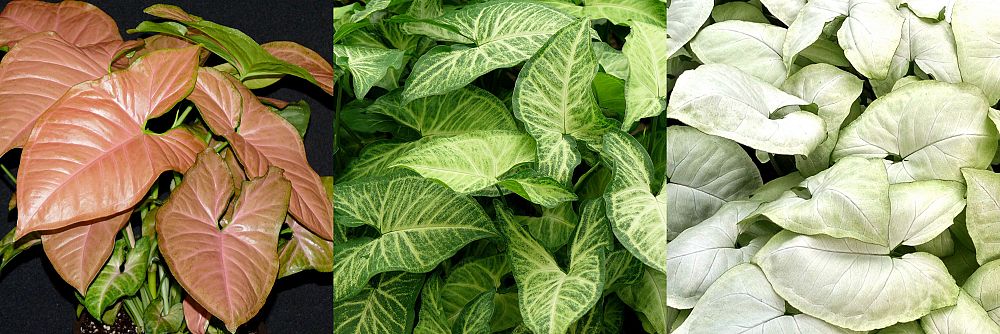 syngonium