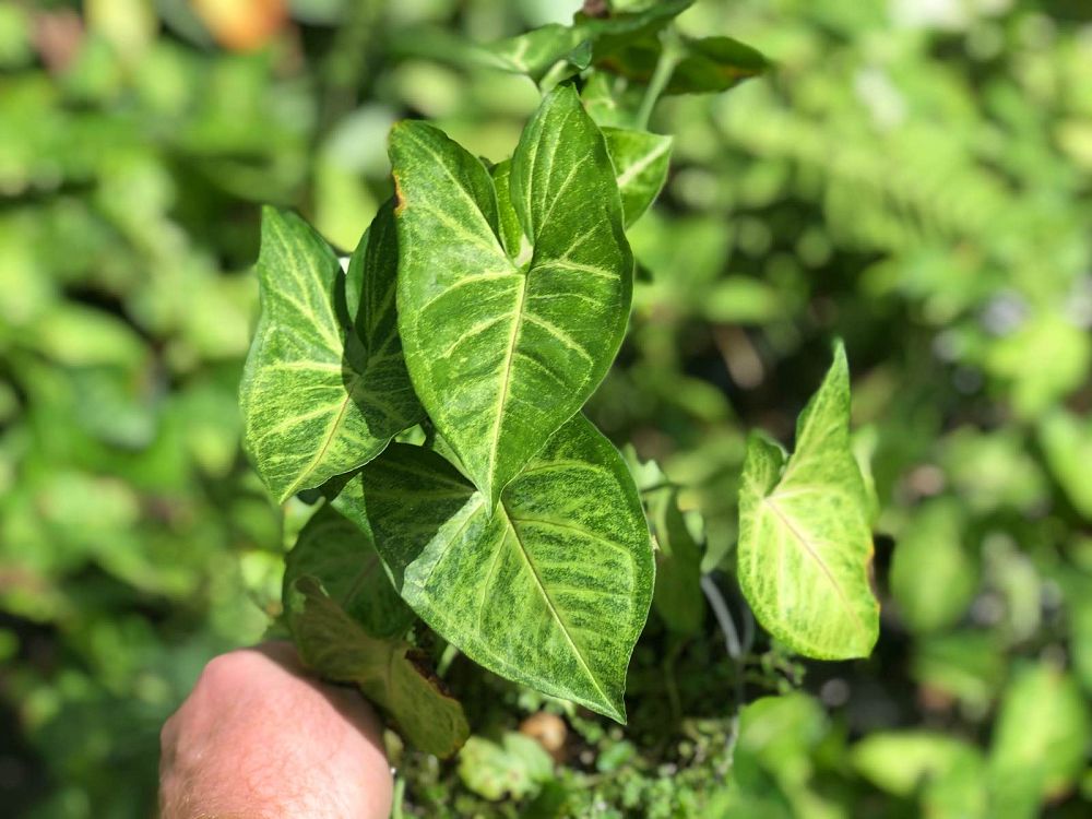 syngonium